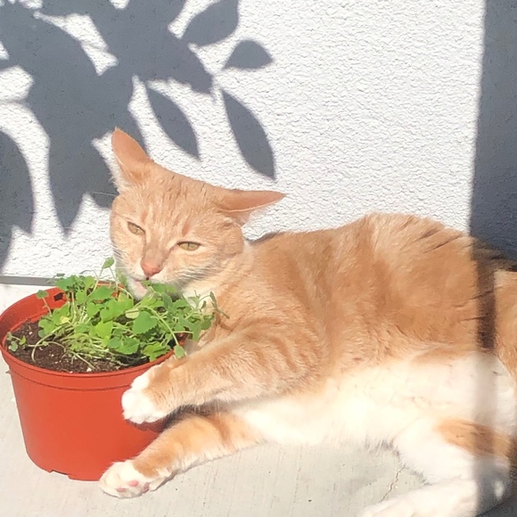 Meet your Posher, Autumn - Picture 1 of 1